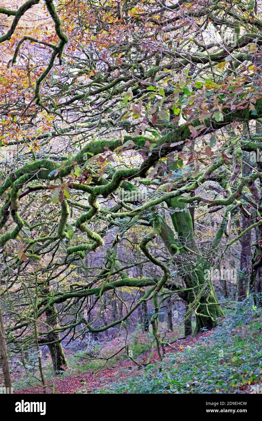 Vertikale Ansicht von Flechten und Moos wächst auf Stämmen und Ästen von Eichen in ländlichen Holzhang Herbst Carmarthenshire Mid Wales Großbritannien. KATHY DEWITT Stockfoto