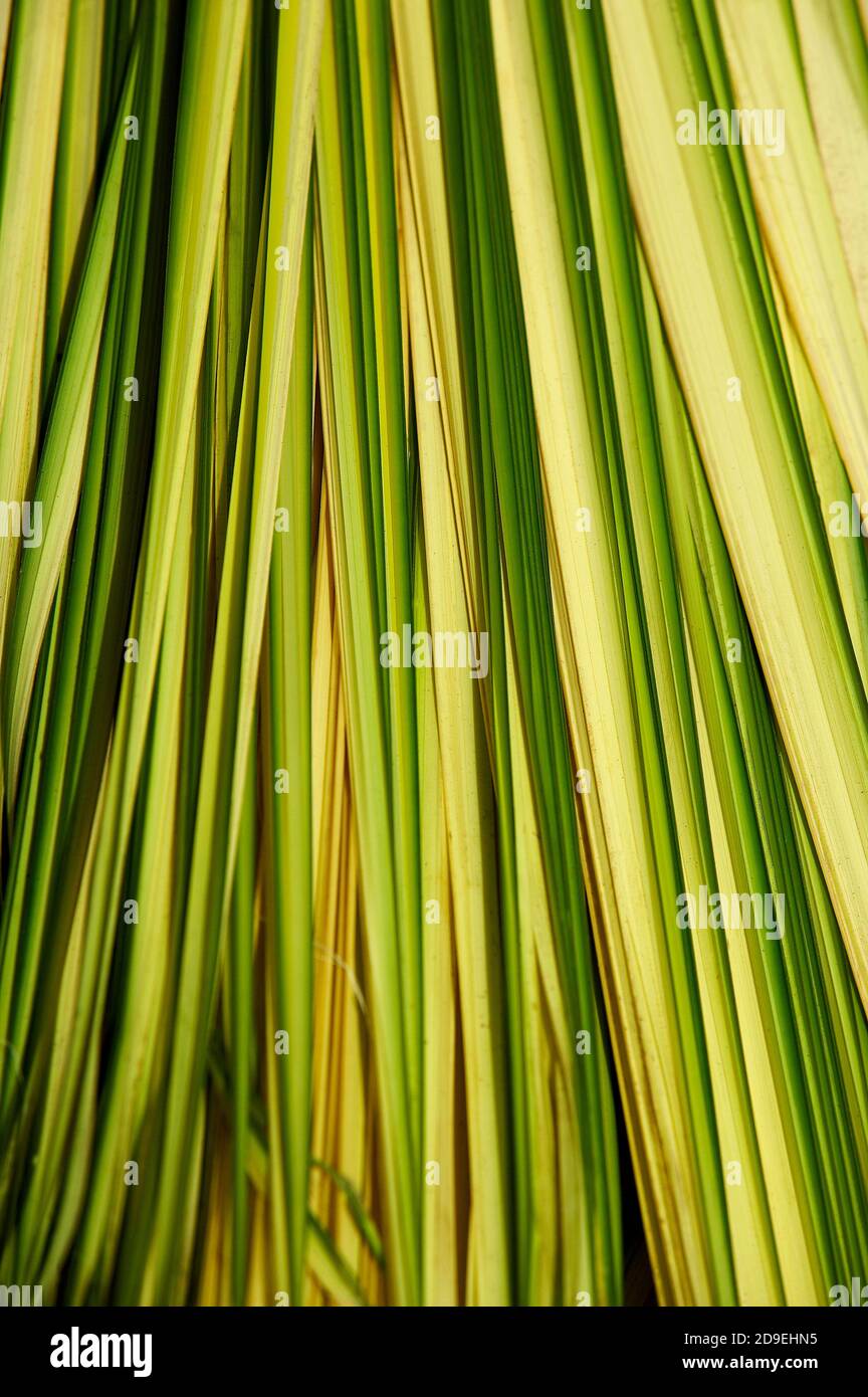 Blätter der Palme Mauritia Flexulosa zu machen Hängematte, ORINOCO DELTA IN VENEZUELA Stockfoto
