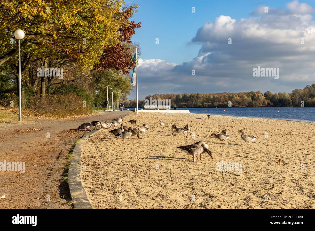 Vogelschar frisst Sand und macht sich bereit, für den Winter nach Süden zu ziehen. Stockfoto