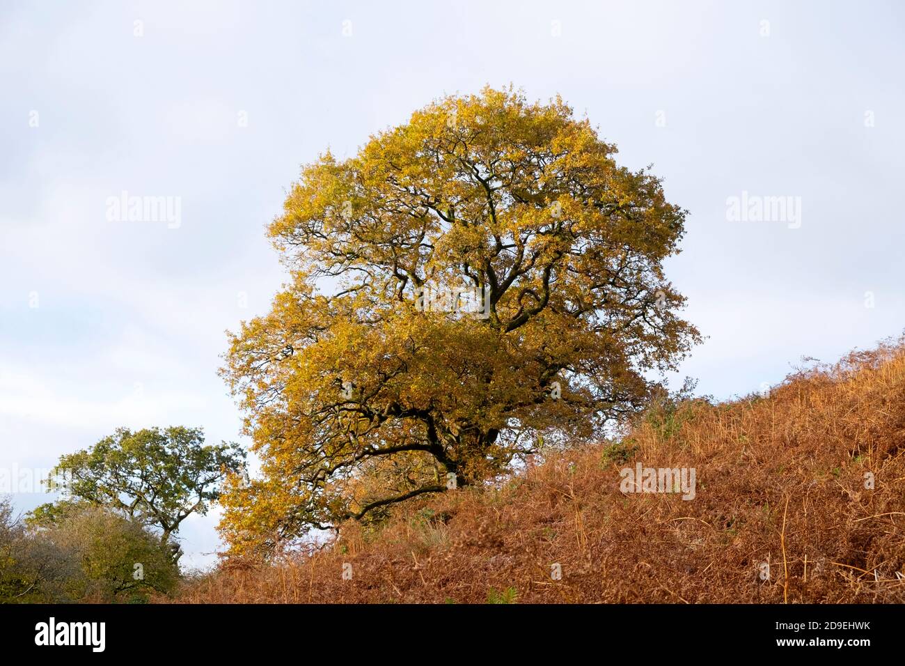 Eiche und Bracken bunten Herbst auf Hügel mit Copyspace copy space Platz in Carmarthenshire Wales UK. KATHY DEWITT Stockfoto