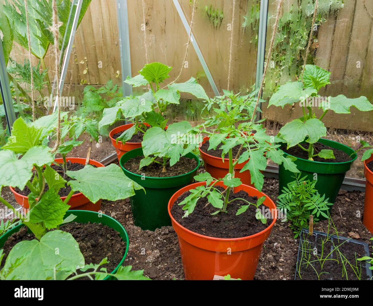 Junge Tomaten und Gurkenpflanzen wachsen im Frühjahr in Töpfen im