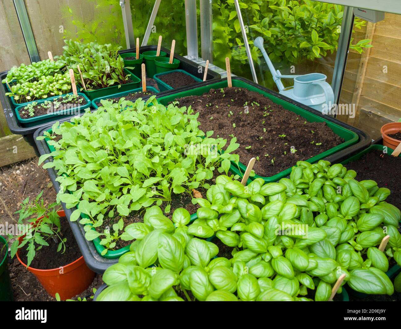 Basilikum, Rocket und andere sortierte Salatblätter, die im Frühjahr in einem Gewächshaus eines Hobbygärtners wachsen. Stockfoto