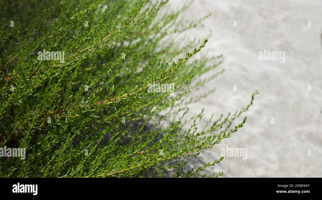 Natürlicher Hintergrund aus zwei Farben. Grünes Gras und leichter Sand. Kontraste in der Natur. Stockfoto