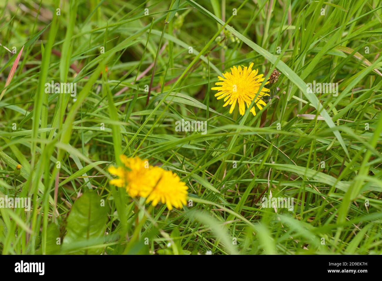 Löwenzahn wächst im ungeschnittener Grasrand im Londoner Stadtteil Waltham Forest. Allgemeine Straßenszenen. Foto: Neil Turner. 08/04/2009 Stockfoto
