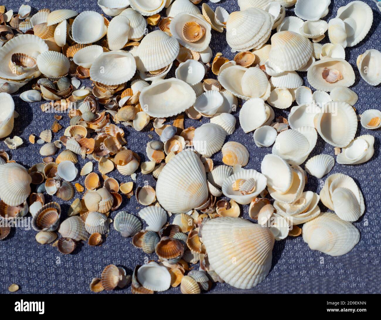 Schalen in verschiedenen Größen auf einem gewebten Hintergrund. Große und kleine Muscheln. Stockfoto