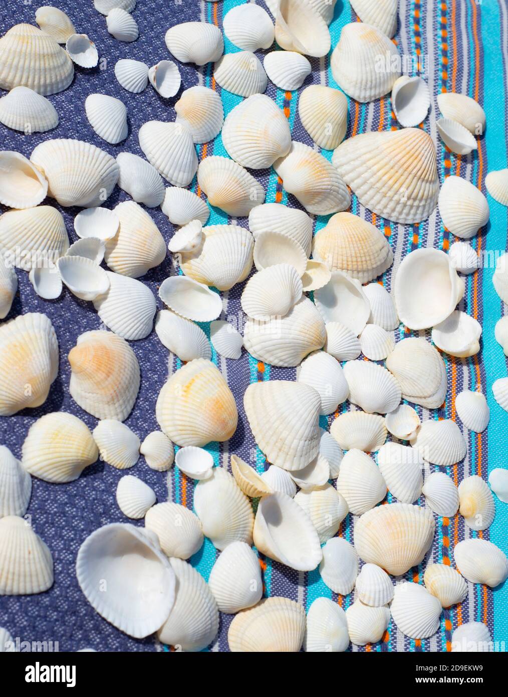 Weiße Muscheln auf einem blau gestreiften Hintergrund. Vertikaler Hintergrund. Stockfoto