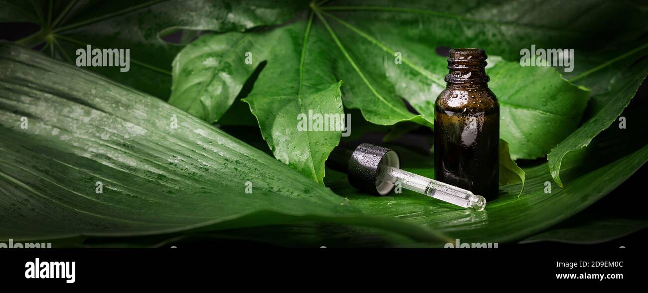 Bio-Naturkosmetik. Alternative Medizin. Ätherische Ölflasche mit Tropf auf nassem grünem Blatthintergrund. Banner Stockfoto