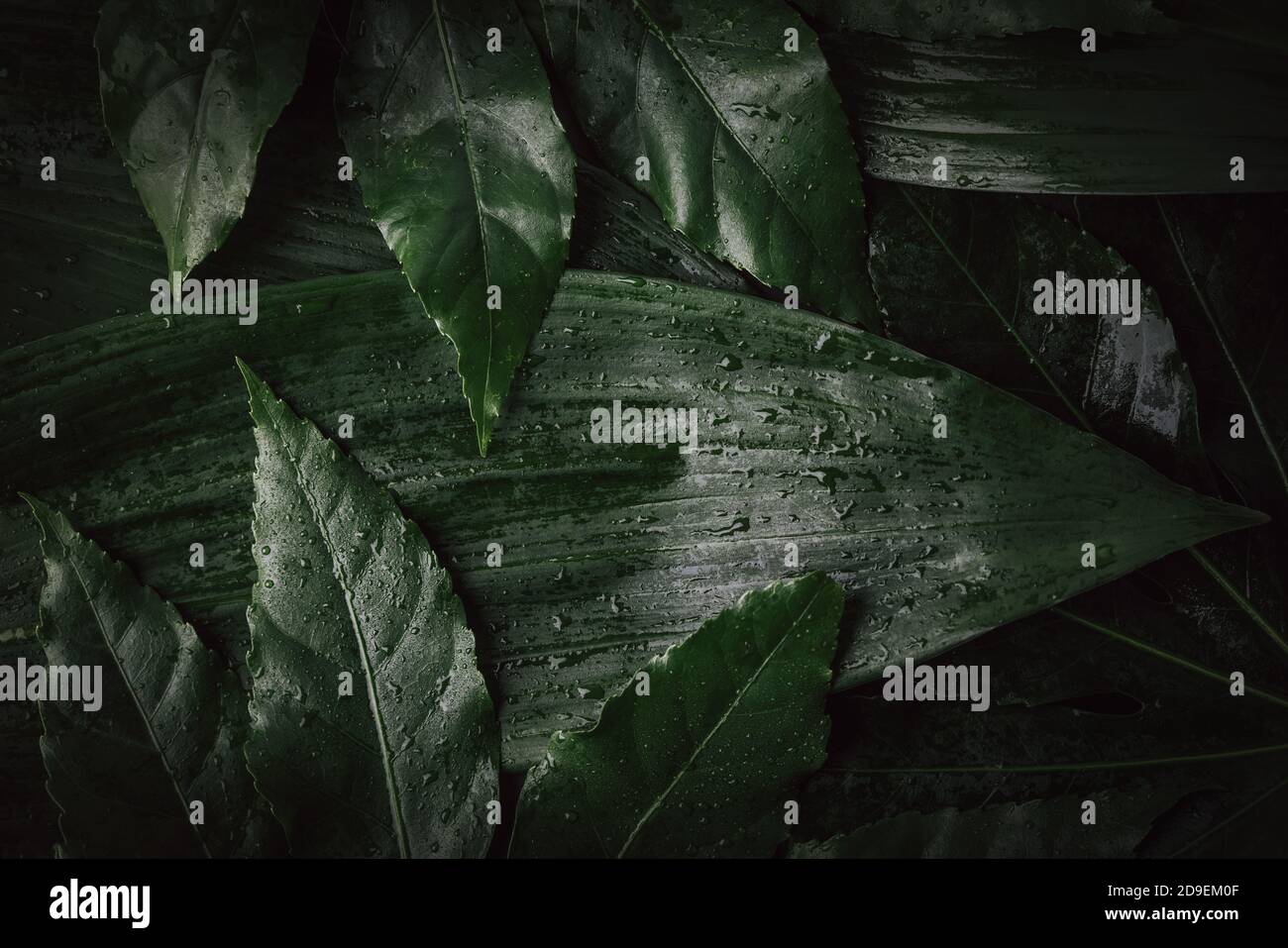 Tropischer Dschungel Hintergrund. Frische, nasse grüne Blätter Stockfoto