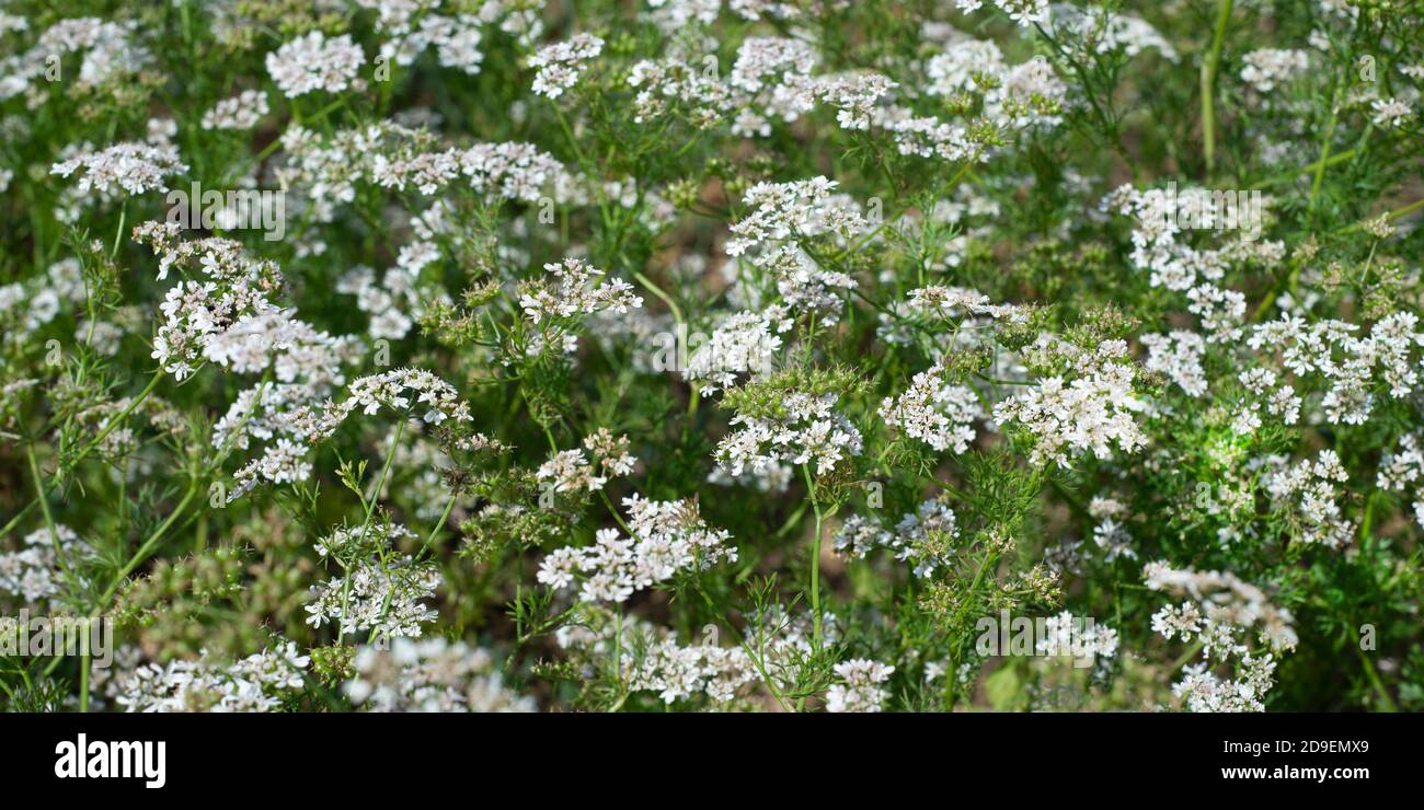 Hintergrund von Korianderblüten und Korianderkörnern. Weiße Blüten und saftiges Grün. Horizontales Format. Banner. Stockfoto