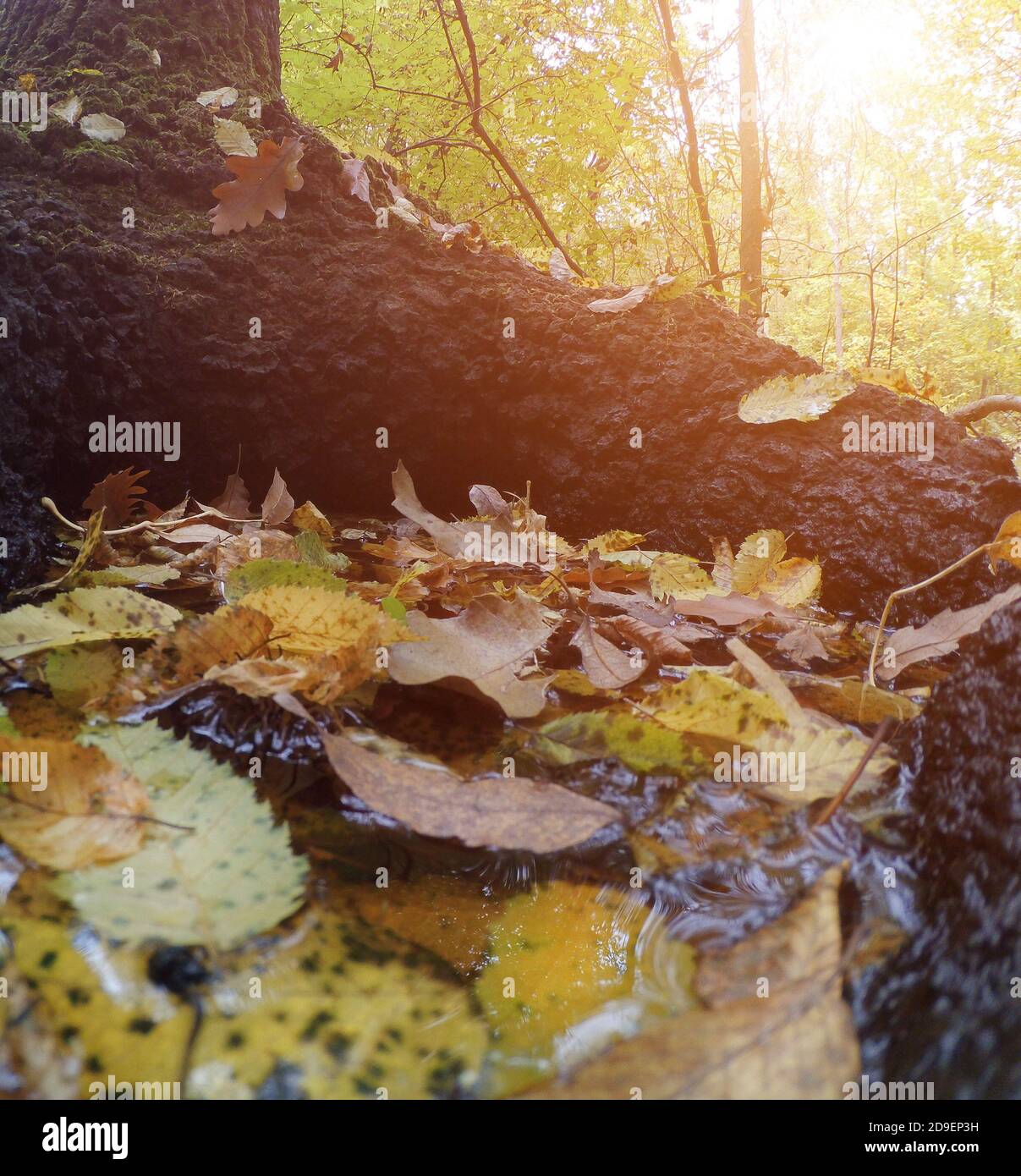 Wald Herbst Blätter mit Sonnenlicht Nahaufnahme Stockfoto