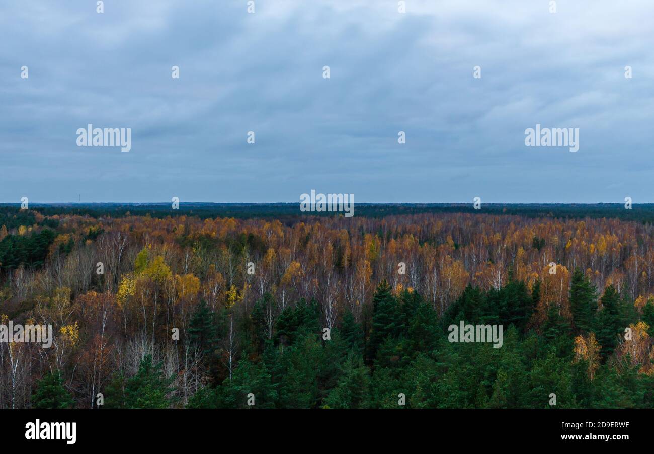 Herbstfarben Waldbäume vom Aussichtsturm. Grüne weiche Bäume, bunte Birkenblätter, atemberaubendes Naturpanorama. Stockfoto