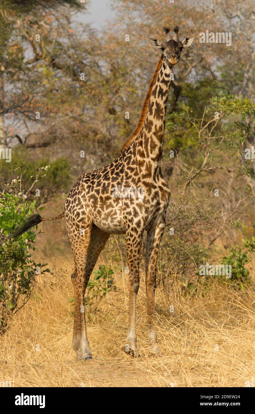 Eine junge weibliche Masai Giraffe steht und starrt neugierig auf das Fahrzeug. Die Giraffe ist das höchste aller Säugetiere und hat ausgezeichnete Sinne Stockfoto