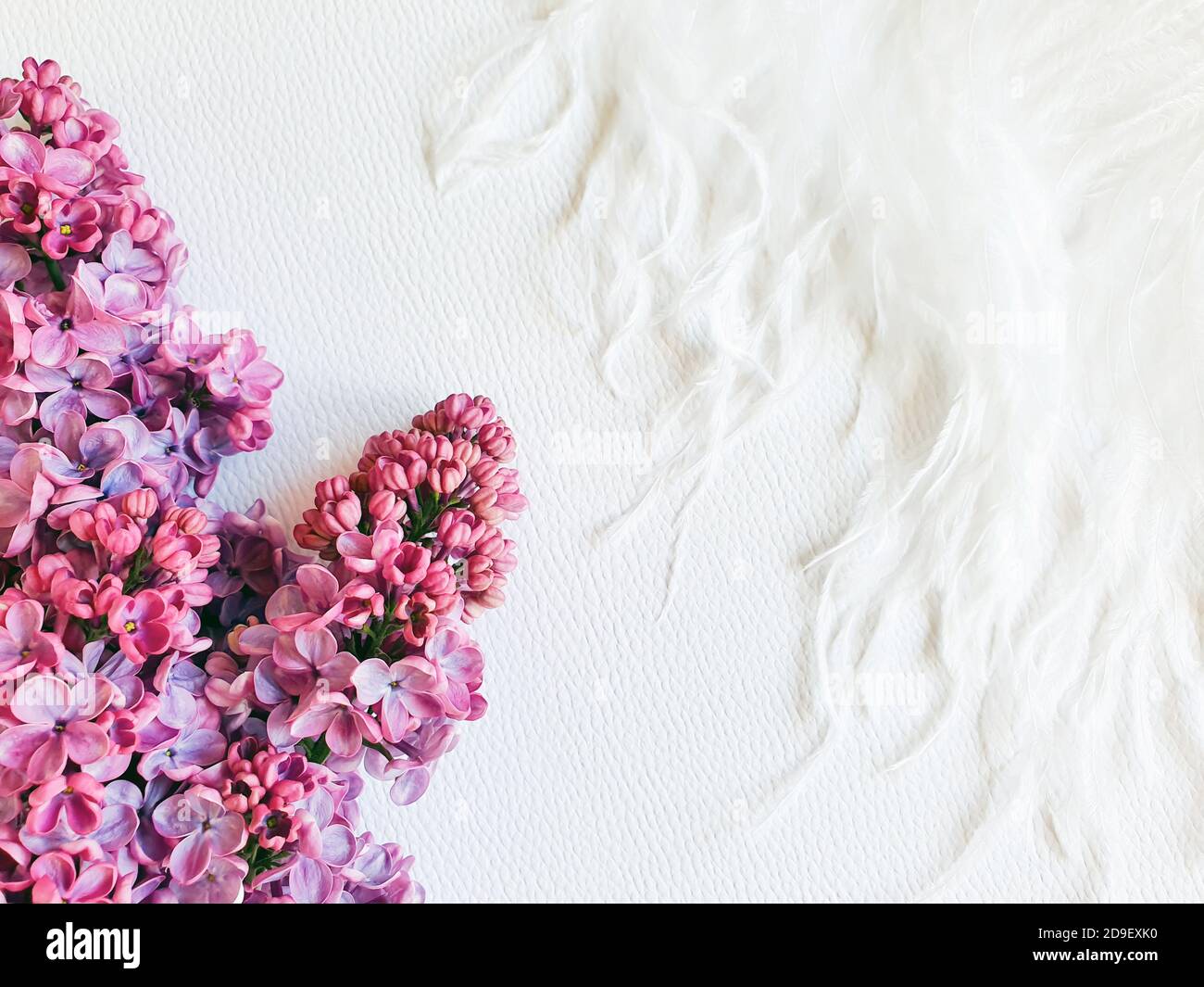 Flieder Blumen und weiße Feder auf einem weißen strukturierten Hintergrund. Blumenrahmen, freier Platz für Ihren Text oder Ihr Produkt. Zärtlichkeit Stockfoto