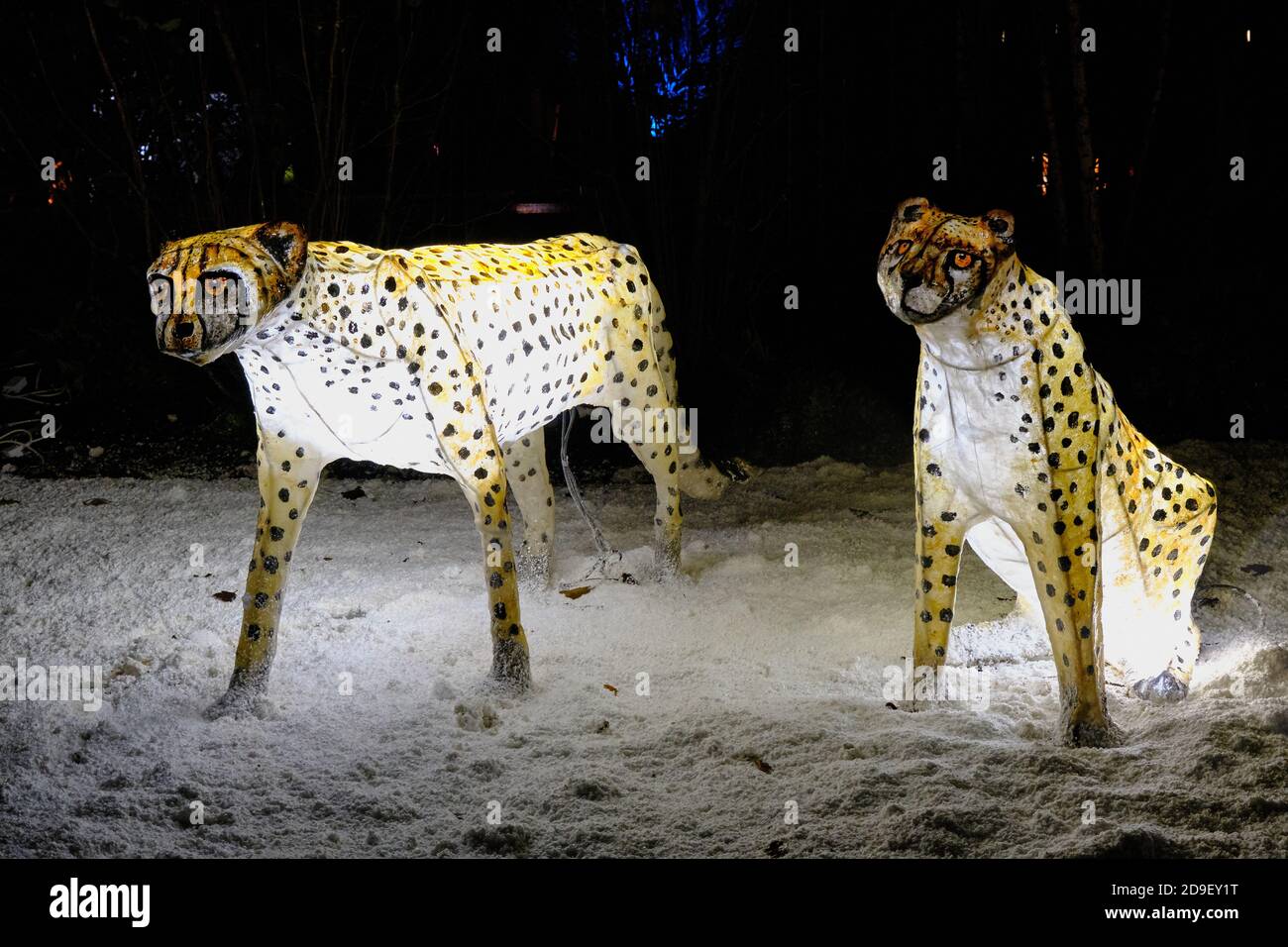 Beleuchtete Geparden Laternen bei der Veranstaltung The Lantern im Chester  Zoo Stockfotografie - Alamy