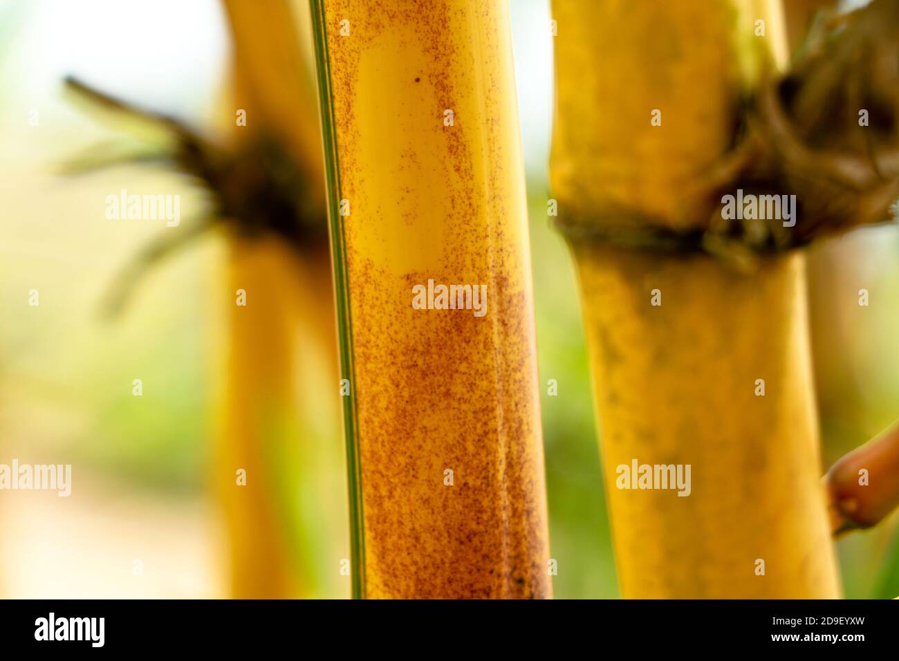 Ein gelber Bambus Stiel Stockfotografie - Alamy