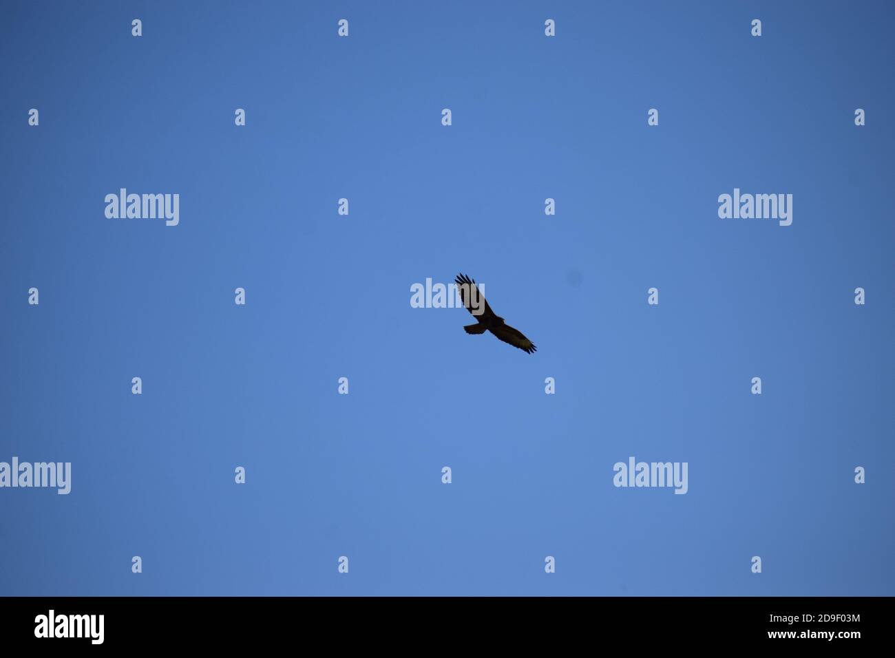 Vogel f Beute in den Himmel Stockfoto