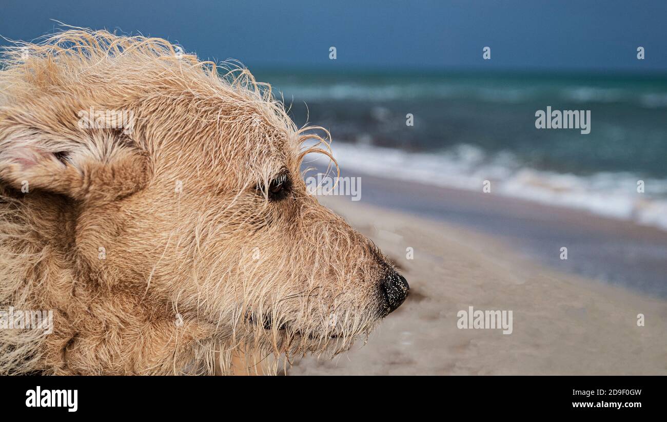 Hundegesicht auf dem Hintergrund der Meereslandschaft. Stockfoto