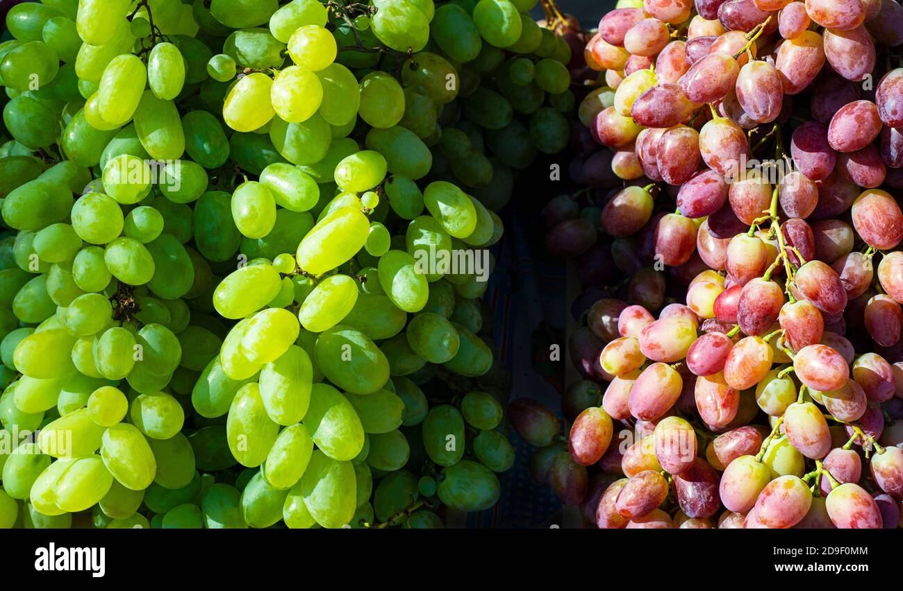 Hintergrund aus roten und grünen Trauben. Obstsaison. South Bazaar. Stockfoto