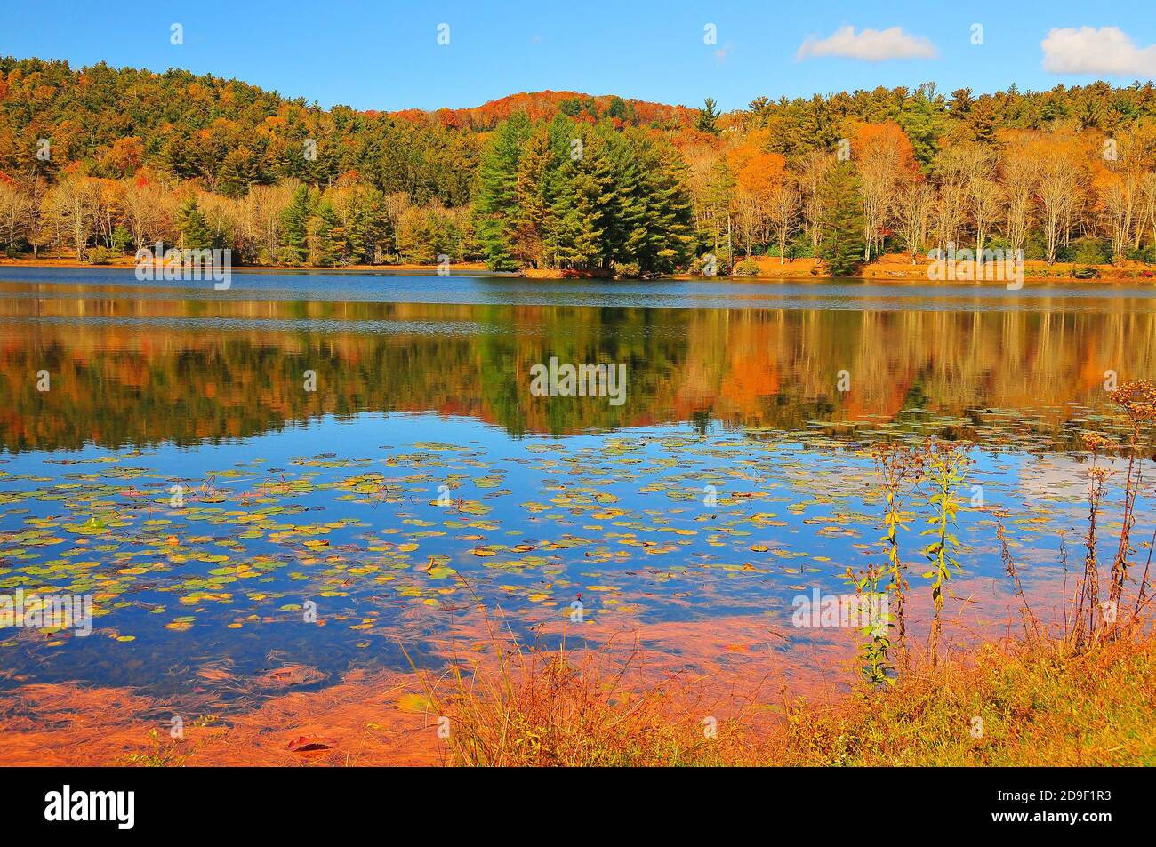 Es ist leicht, sich in die wunderschönen Herbstfarben und die Landschaft der wunderschönen Blue Ridge Appalachian Mountains in North Carolina zu verlieben. Stockfoto