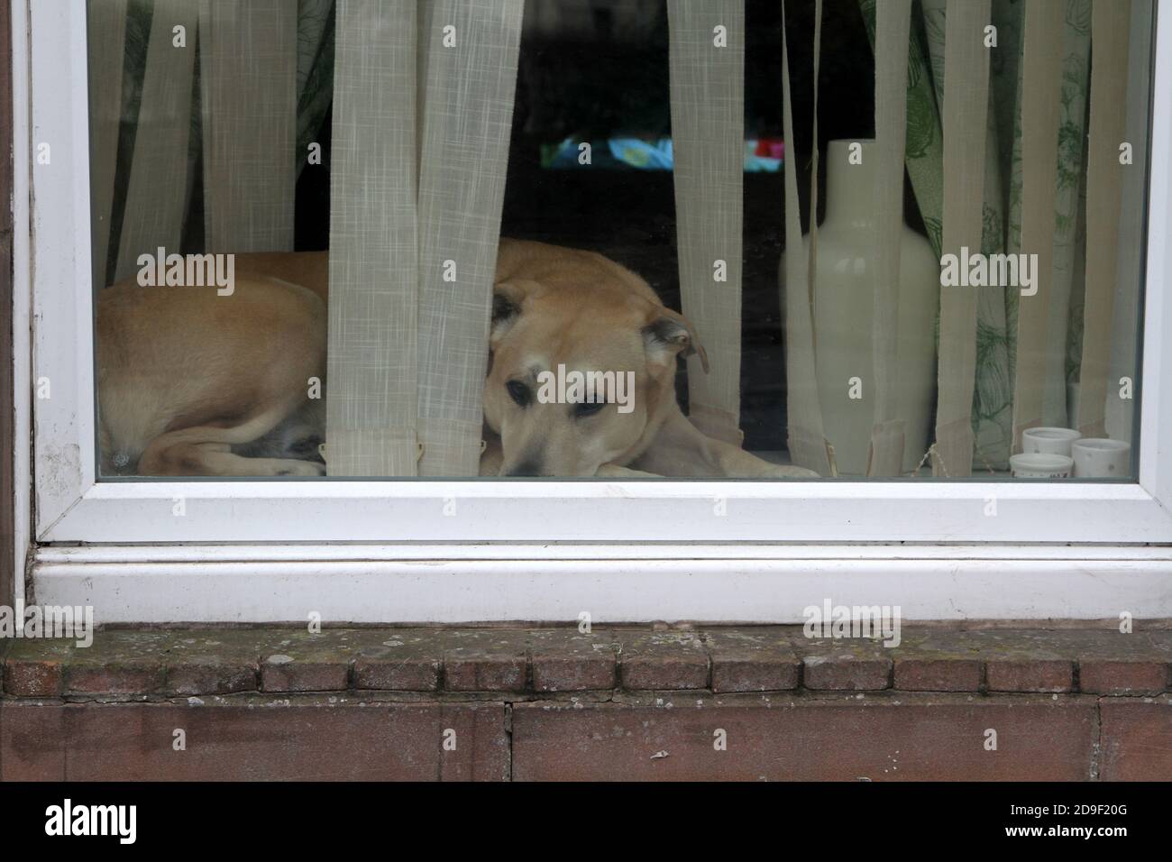 Ein Hund, der in einem Haus liegt und zwischen den Jalousien schaut, geduldig, aufmerksam und gelangweilt. Ayr, Ayrshire, Schottland, Großbritannien Stockfoto