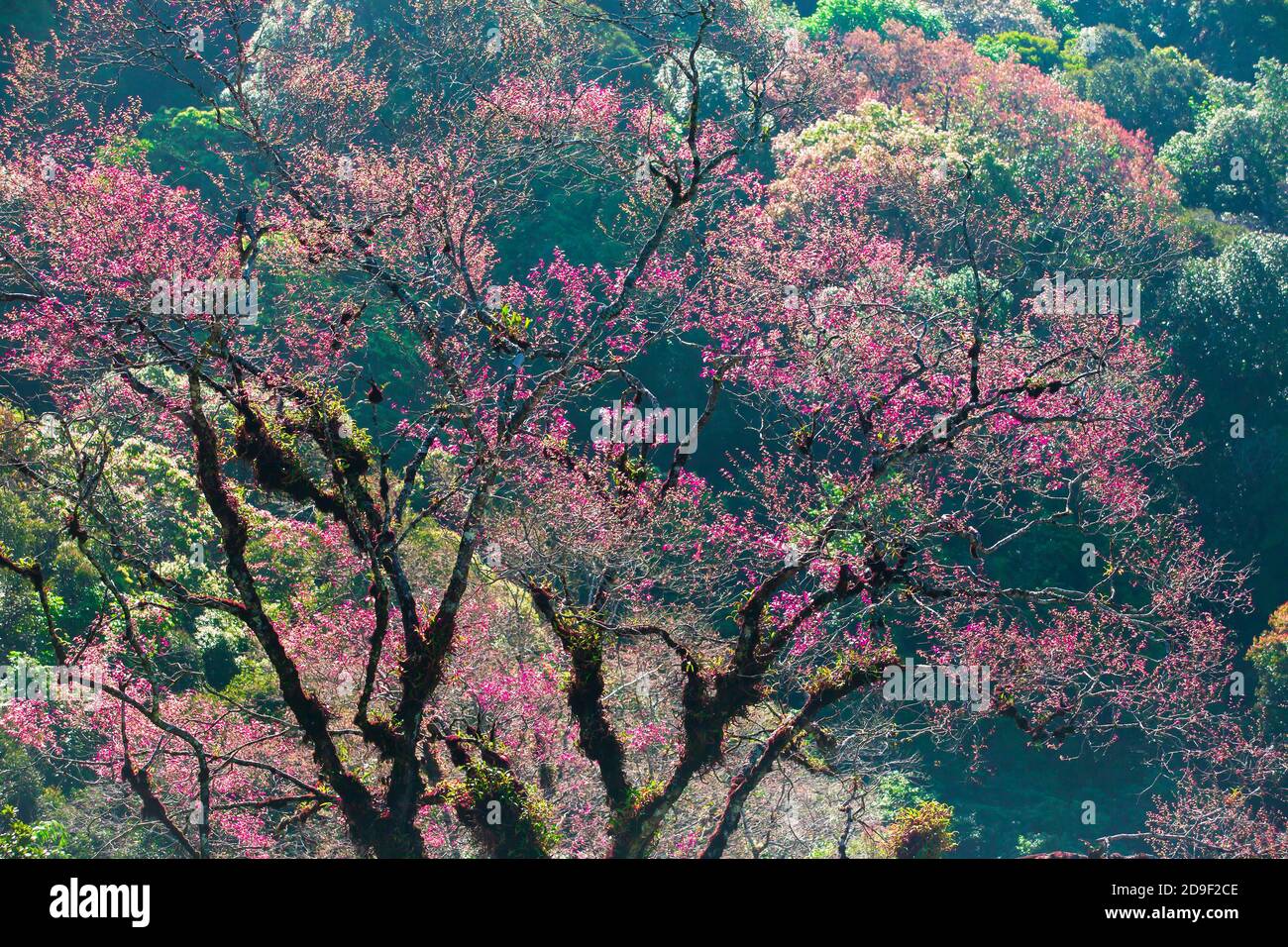 Bunte junge rosa Blätter und Blumen von wilden Baum gegen Sonnenaufgang im Frühling, helle und schöne Laub von wilden Baum in Saison spezifisch. Stockfoto