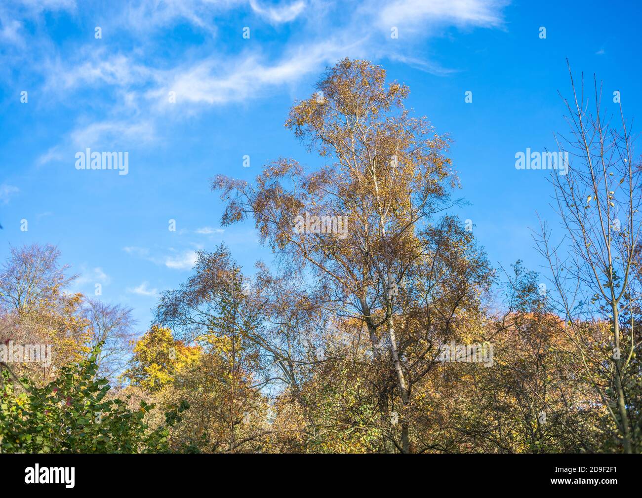 Lebendige Herbst Blätter vor einem blauen Himmel Hintergrund Blick nach oben Vom Boden Stockfoto