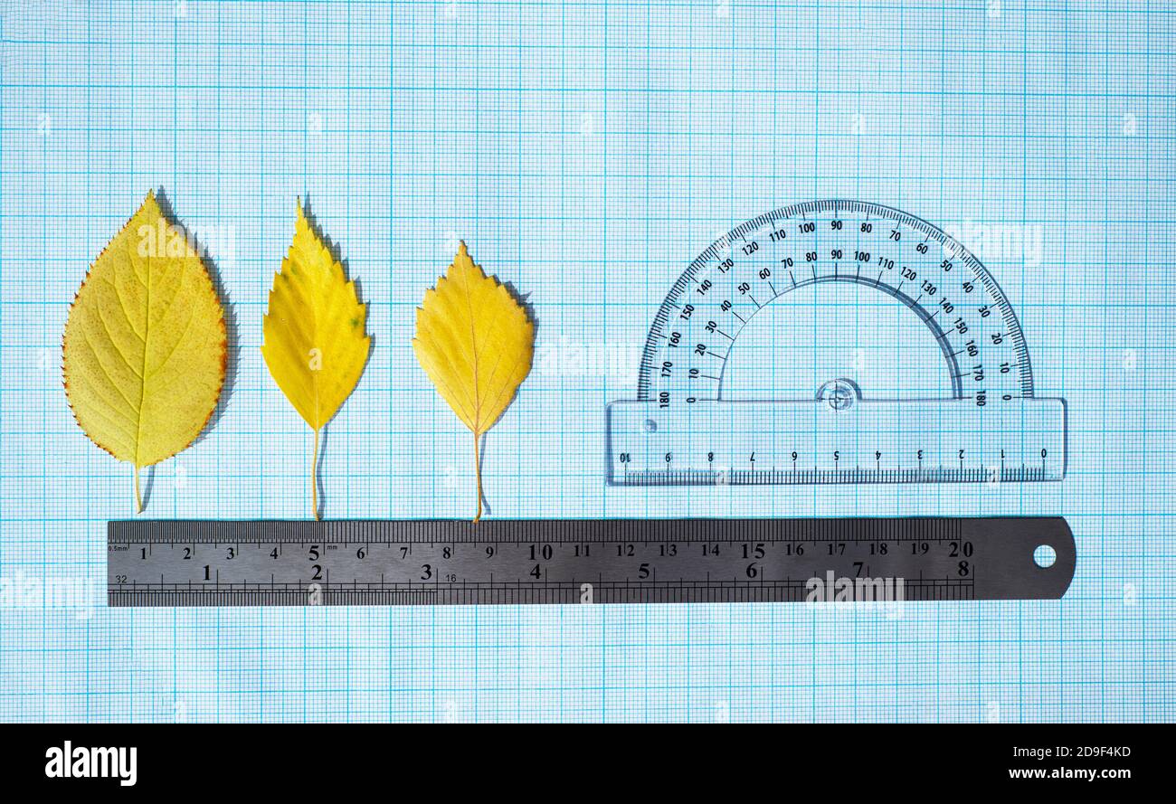 Metall Lineal Kunststoff Winkelmesser und drei gelbe Herbstblätter. Die Blätter stehen t in der Größe in der gleichen Entfernung auf dem Lineal. Berechnungen. Messungen. Stockfoto