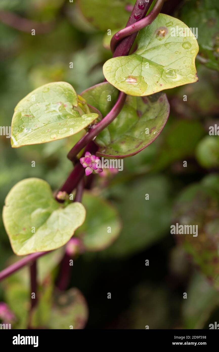 Malabar Spinat-rot, Gemüse Stockfoto