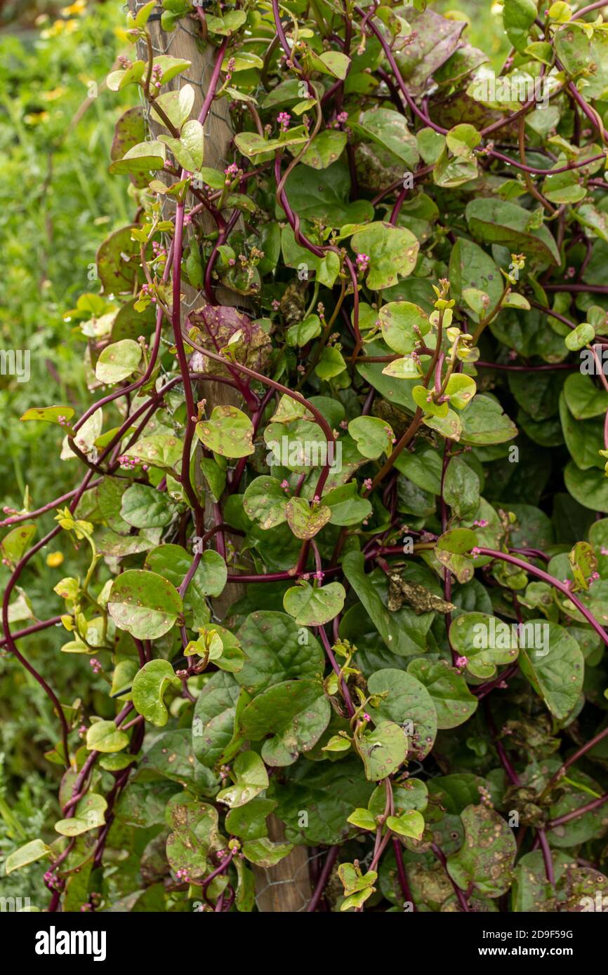 Malabar Spinat-rot, Gemüse Stockfoto