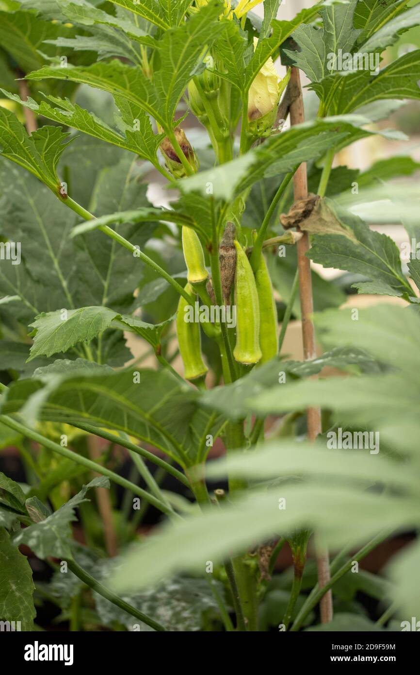 Okra – Baby Bubba exotisches Gemüse Stockfoto