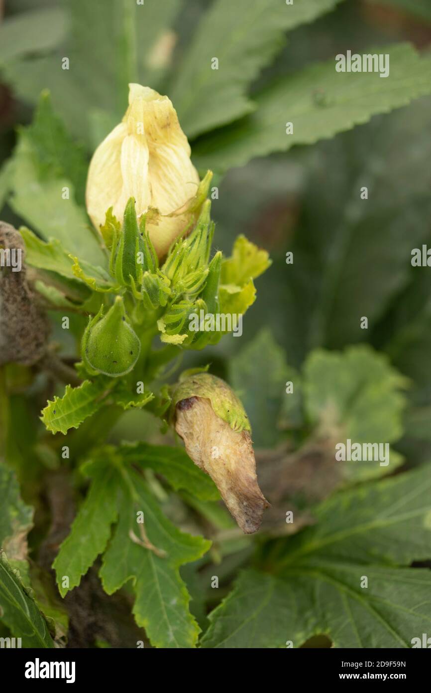 Okra – Baby Bubba exotisches Gemüse Stockfoto