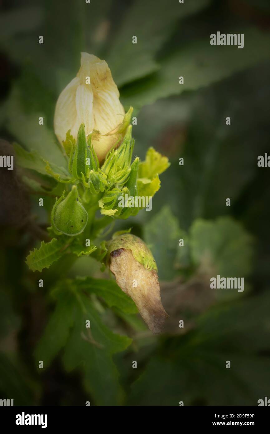 Okra – Baby Bubba exotisches Gemüse Stockfoto