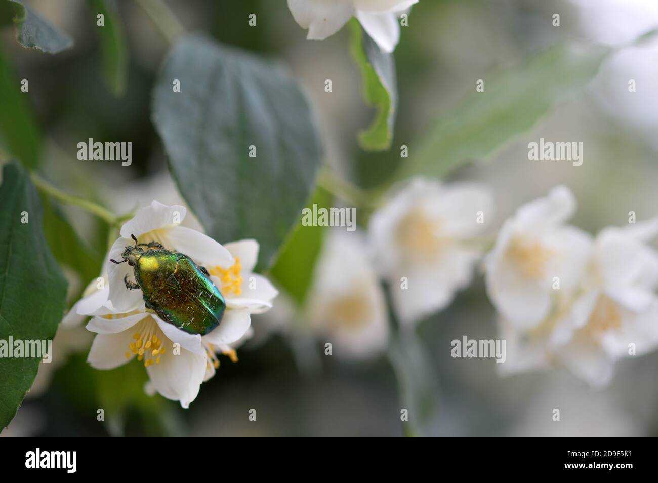 Eine hübsche Rose Käfer oder die Grüne rose Käfer Käfer (Cetonia aurata) nectaring auf einer Blume. Stockfoto
