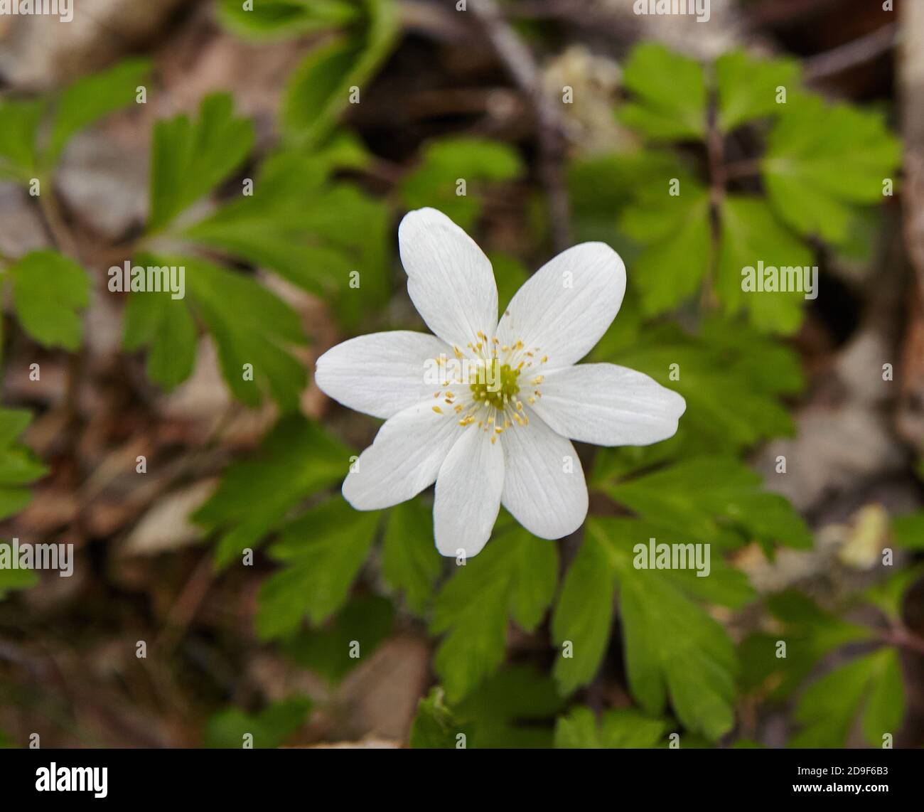 Nahaufnahme eines Buschwindröschen Blüte in der Blüte Stockfoto