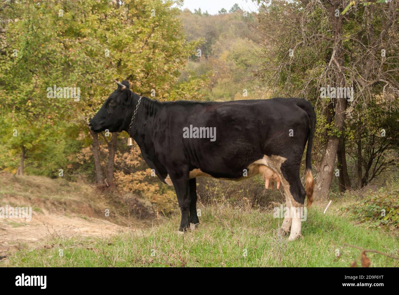 Schwarze Kuh auf ländliche Landschaft in der Nähe Stockfoto