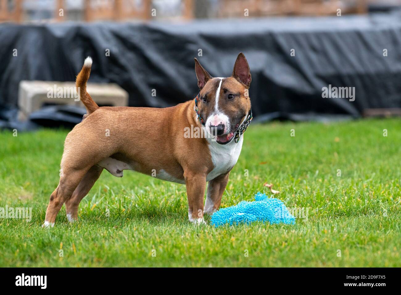 Red Mini Bull Terrier stehen im Gras mit einem Spielzeug Stockfoto