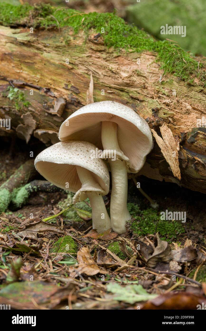Ein Paar Inky-Pilze (Agaricus moelleri), die im Herbst auf einem Waldboden auf den Britischen Inseln wachsen. Stockfoto