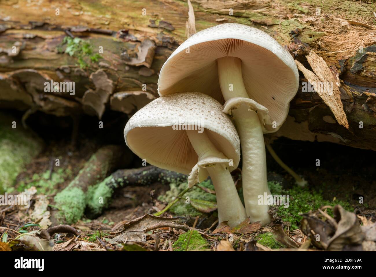 Ein Paar Inky-Pilze (Agaricus moelleri), die im Herbst auf einem Waldboden auf den Britischen Inseln wachsen. Stockfoto