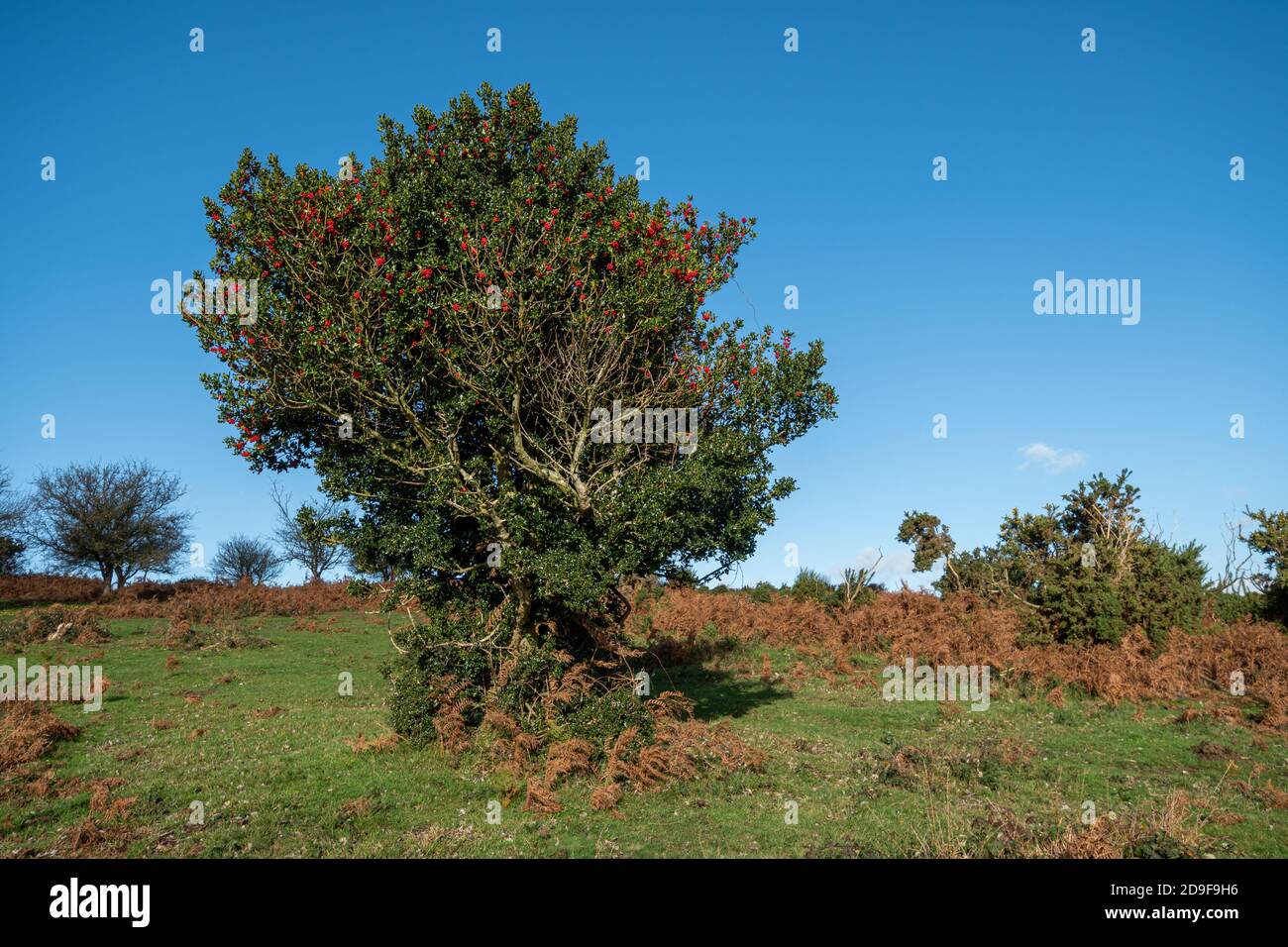 Einzelner Stechpalme (Ilex aquifolium) mit roten Beeren im November, Großbritannien Stockfoto
