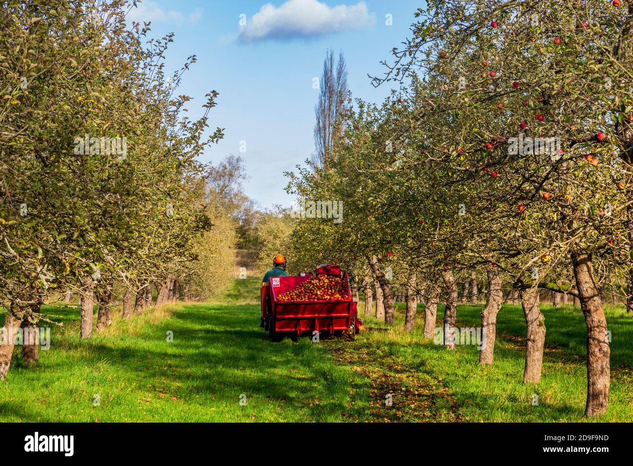 Ernte von Windfall-Äpfeln für Apfelwein bei Stocken Orchard neben Tiddesley Wood in Worcestershire, England Stockfoto