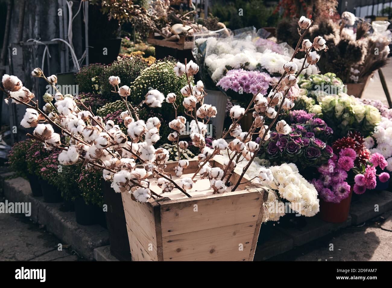 Baumwollzweig und Sträucher von Chrysanthemen blühen im Blumenladen. Herbstschmuck Stockfoto