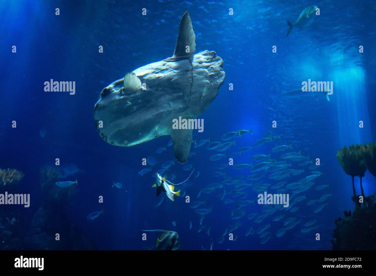 Mondfisch (Mondfisch) schwimmt im blauen Meerwasser Stockfoto