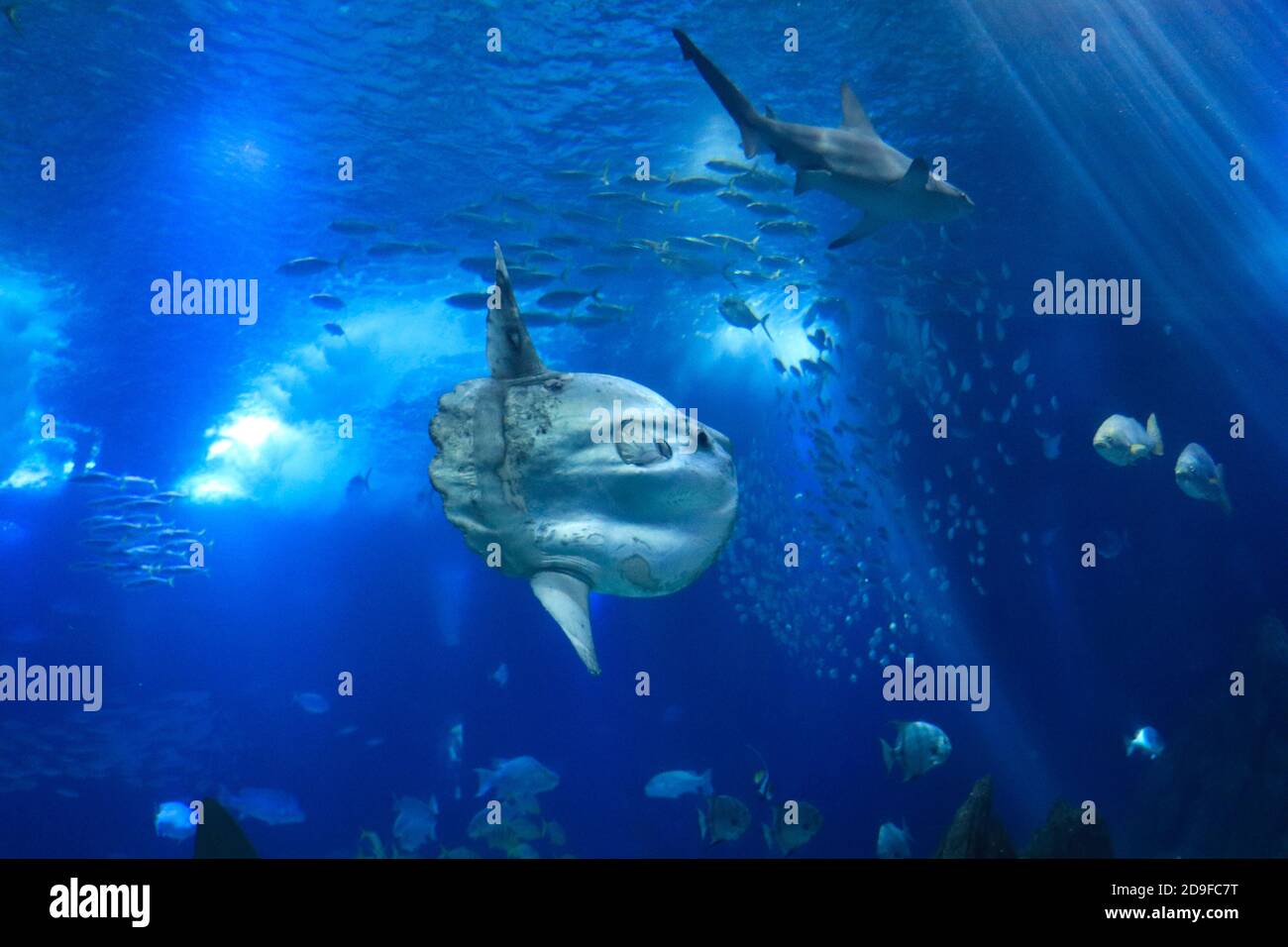 Mondfisch (Mondfisch) schwimmt im blauen Meerwasser Stockfoto