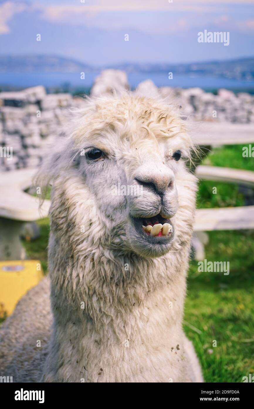 Porträt eines lustigen Alpaka, südamerikanisches Kamelidsäugetier Stockfoto