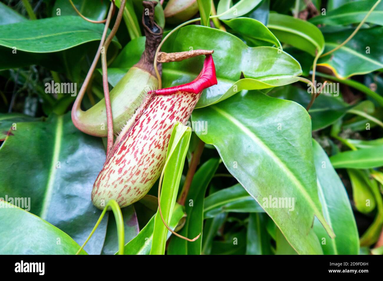 Nahaufnahme einer einzelnen rot gepunkteten tropischen Krug-Pflanze (Nepenthes), Gattung der fleischfressenden Pflanzen, auch bekannt als Affenbecher, mit leuchtend grünen Blättern Stockfoto