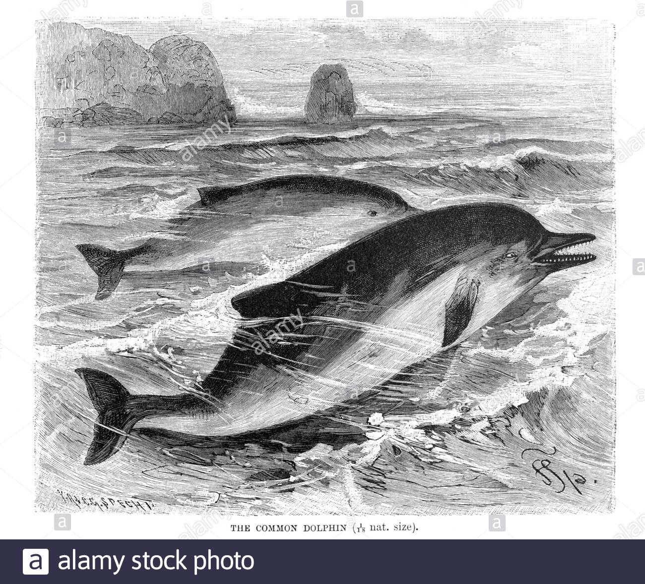 Gemeiner Delphin, Vintage Illustration von 1894 Stockfoto