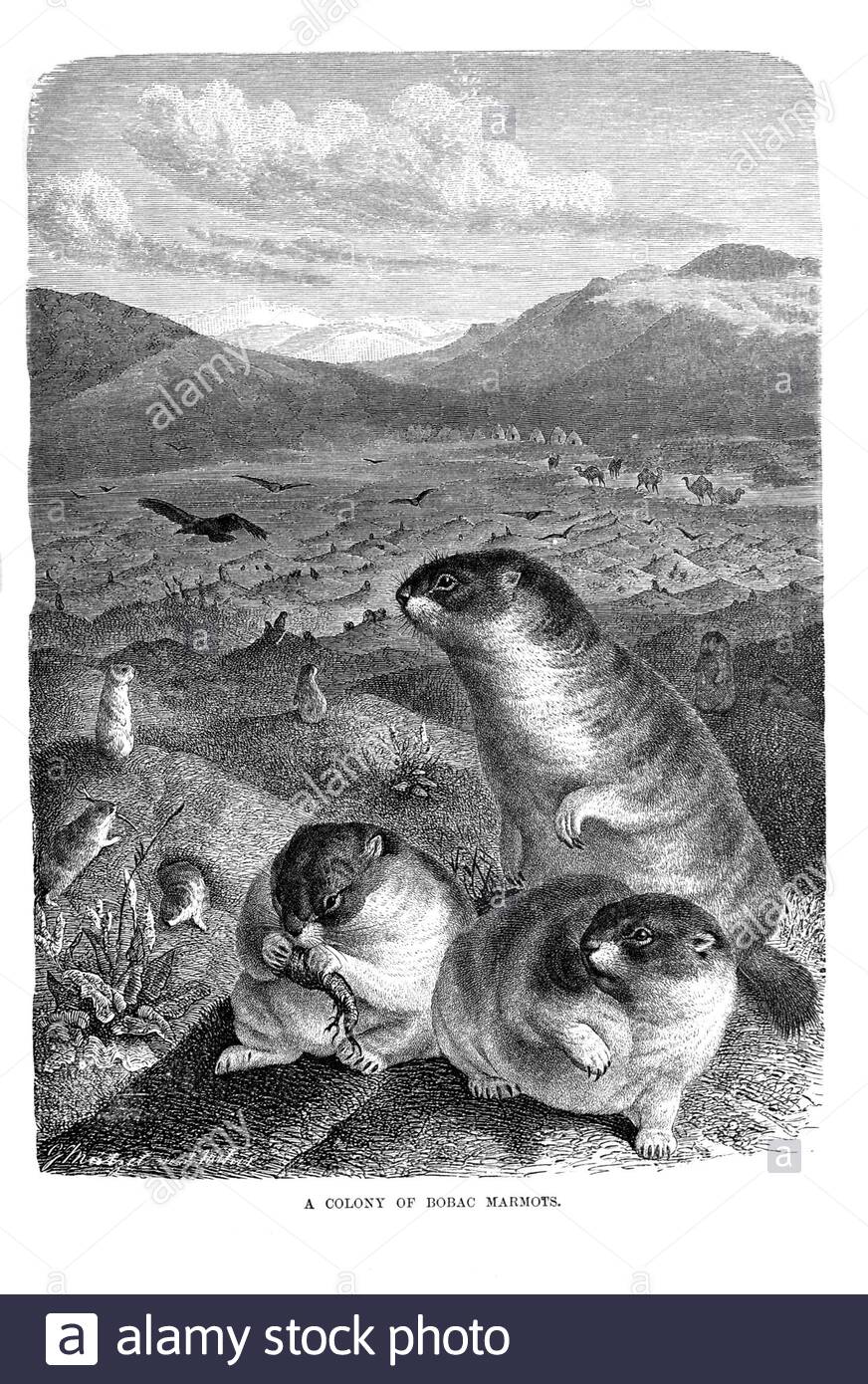 Kolonie der Bobac Murmeltiere, Vintage Illustration von 1894 Stockfoto