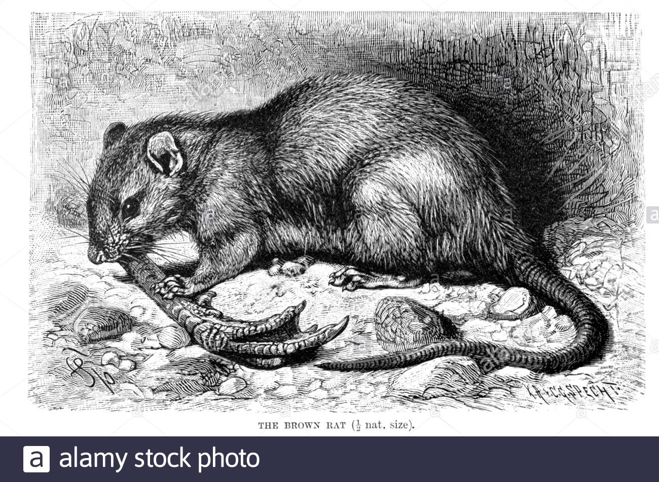 Braune Ratte, Vintage Illustration von 1894 Stockfoto