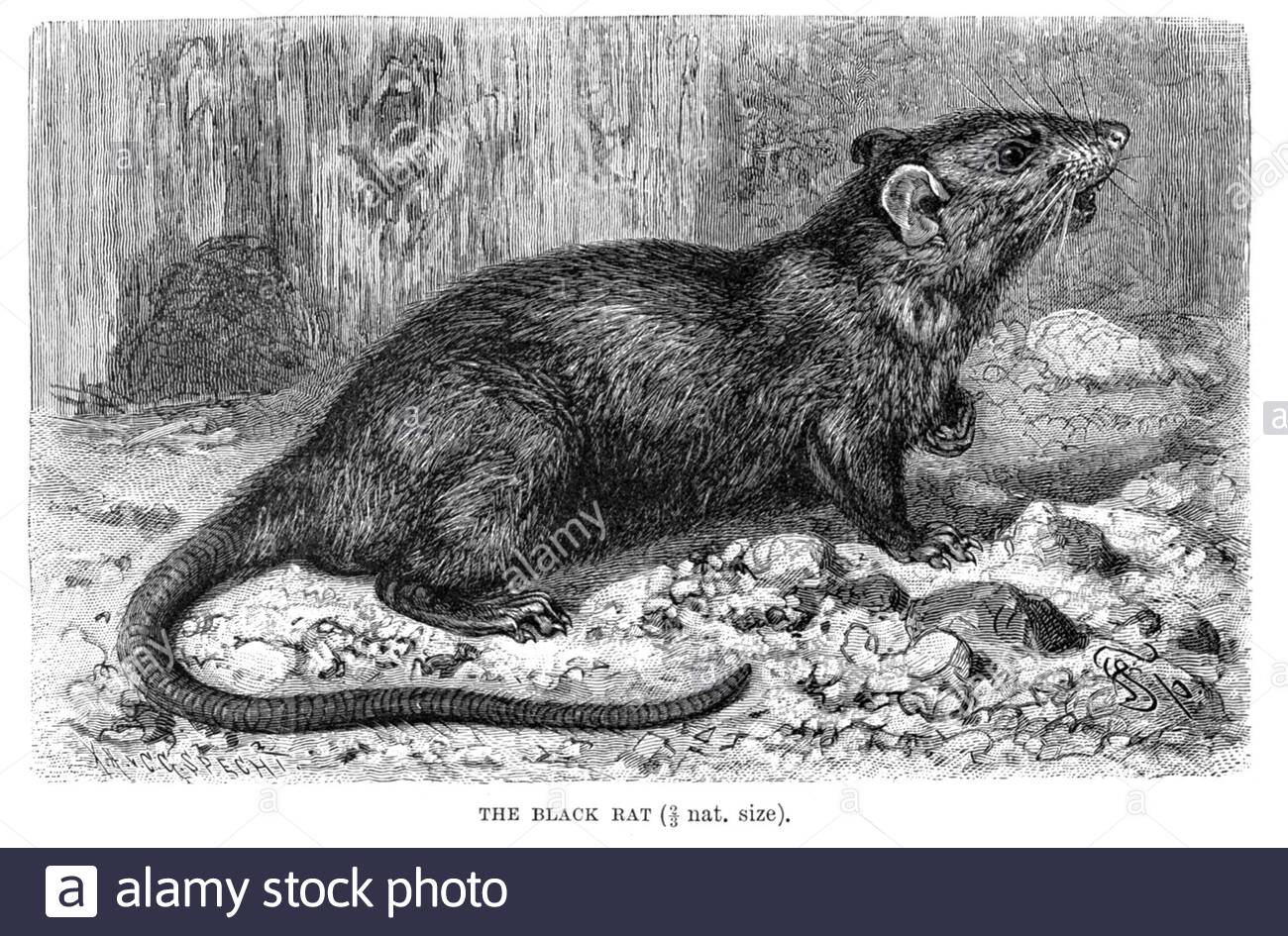 Schwarze Ratte, Vintage Illustration von 1894 Stockfoto