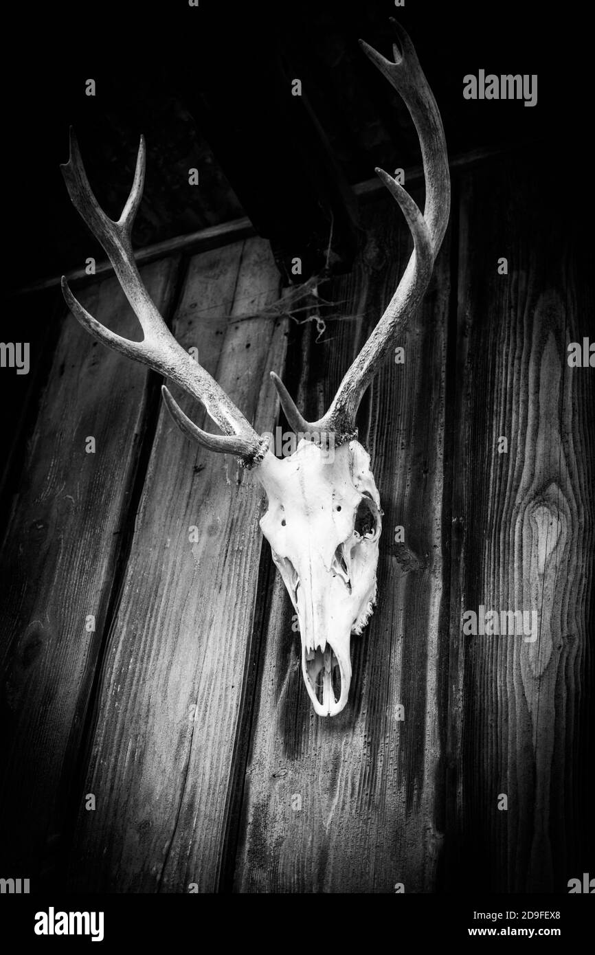Schädel mit Geweih auf der Lodge Stockfoto
